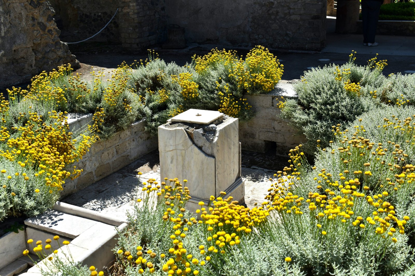 a bunch of plants that are sitting in the dirt