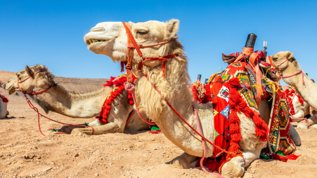 Al Ula Saudi Arabia Tourism